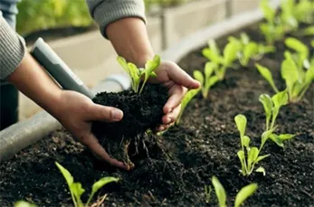 Adubação e Fertilização de Jardim na Freguesia do Ó