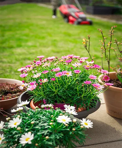 Manutenção de Jardim na Freguesia do Ó