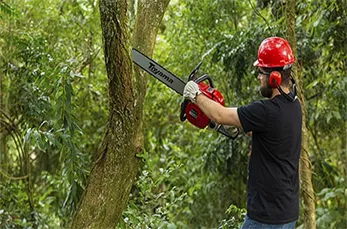 Poda de Árvores na Freguesia do Ó