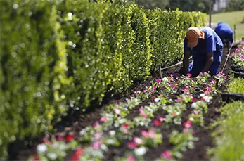 Reposição de Mudas e Flores de Jardim na Freguesia do Ó